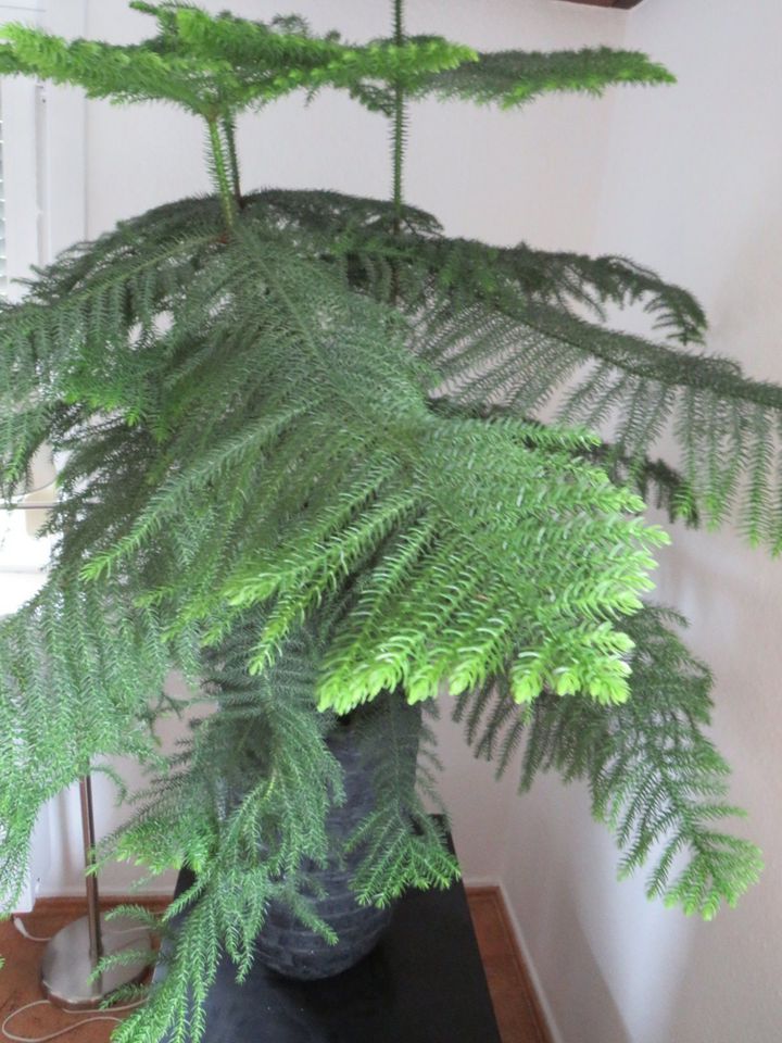 Araucaria heterophylla - Zimmertanne in Schömberg b. Württ