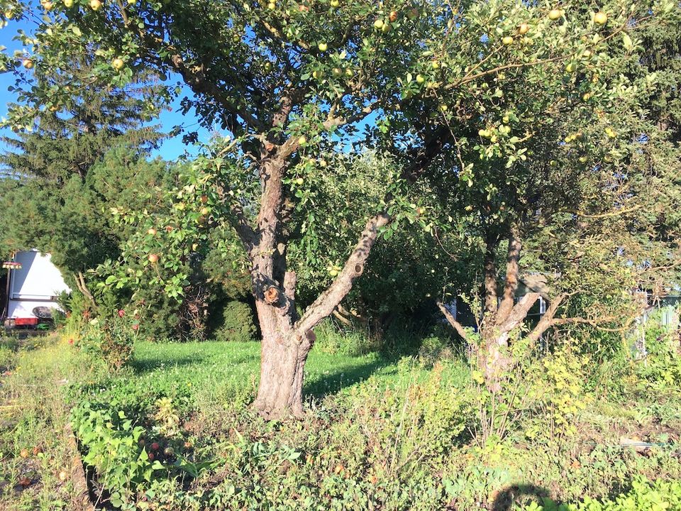 Schöner Pachtgarten in Erfurter Norden in Stotternheim