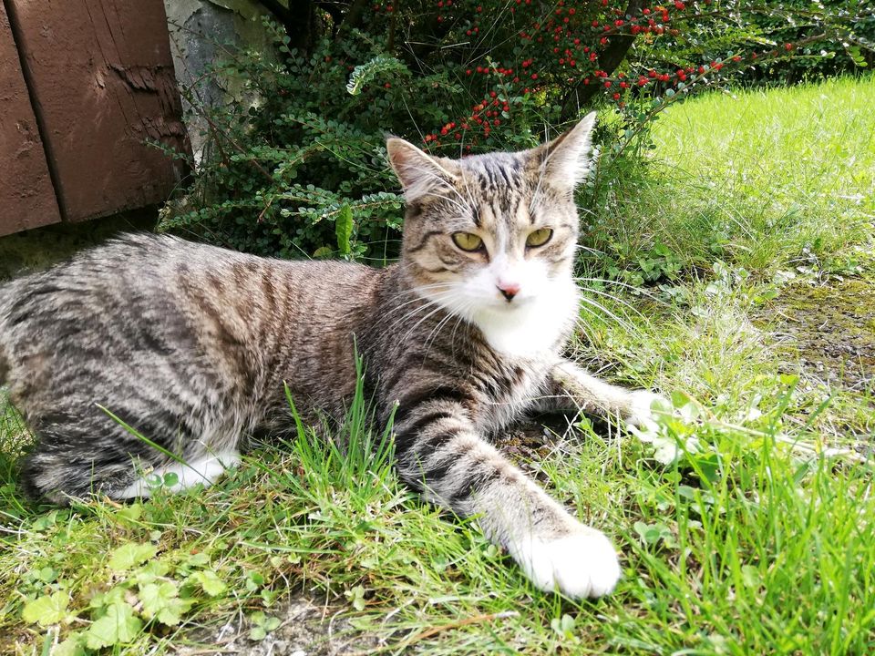 Katze vermisst in Spaltenstein in Friedrichshafen