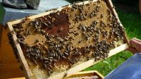 Bienenableger Zander Nordrhein-Westfalen - Rheine Vorschau