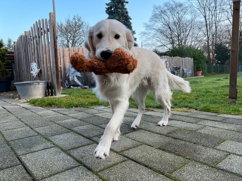 Hundebetreuung in Heinsberg