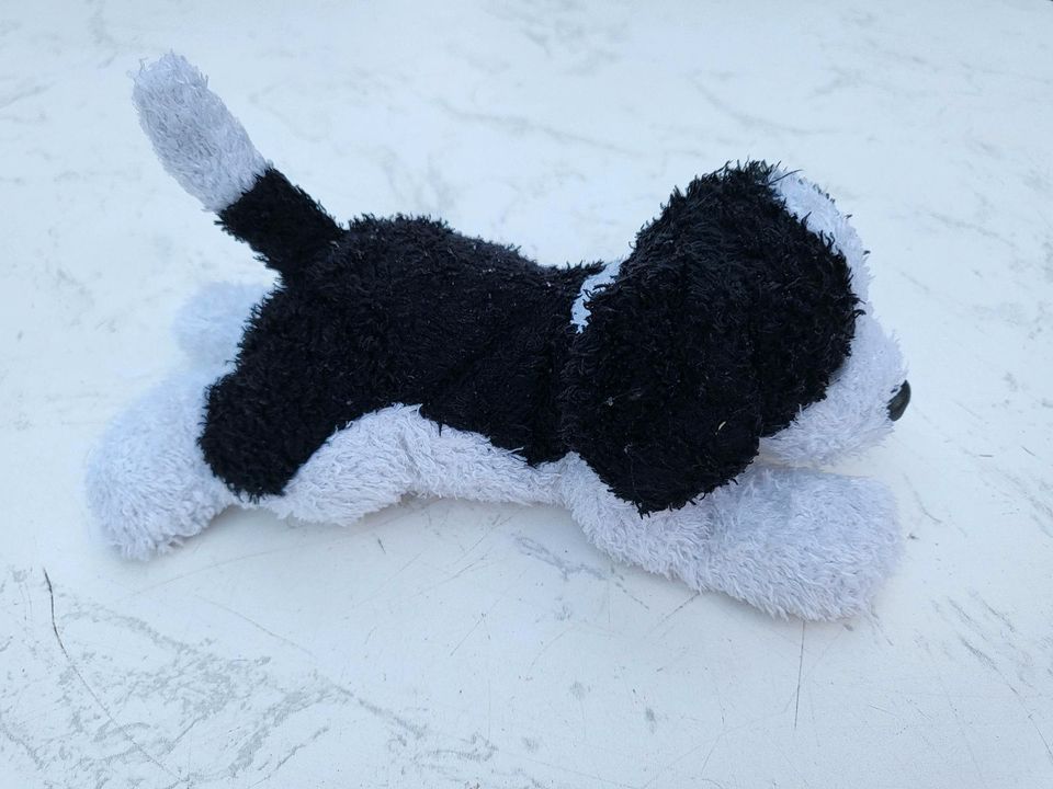 Schwarz, weißer Hund in Windeck