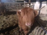 Schottische Hochlandrinder Highland Cattle Färse Rind Baden-Württemberg - Rot am See Vorschau