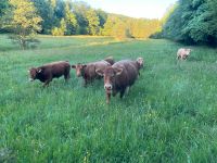 Suche Grünland für Rinderhaltung Parzelle Pacht Grundstück Wald Nordrhein-Westfalen - Freudenberg Vorschau