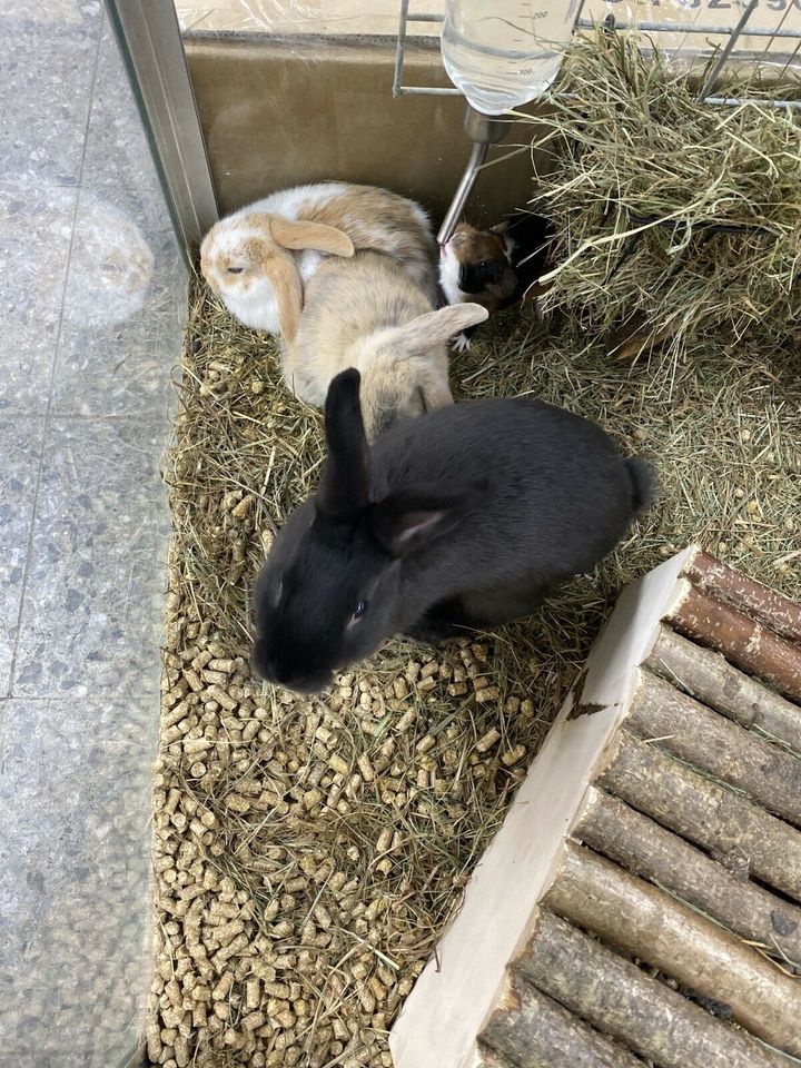 Schöne Zwergkaninchen abzugeben, Garten und Zoo Lieret in Mönchengladbach