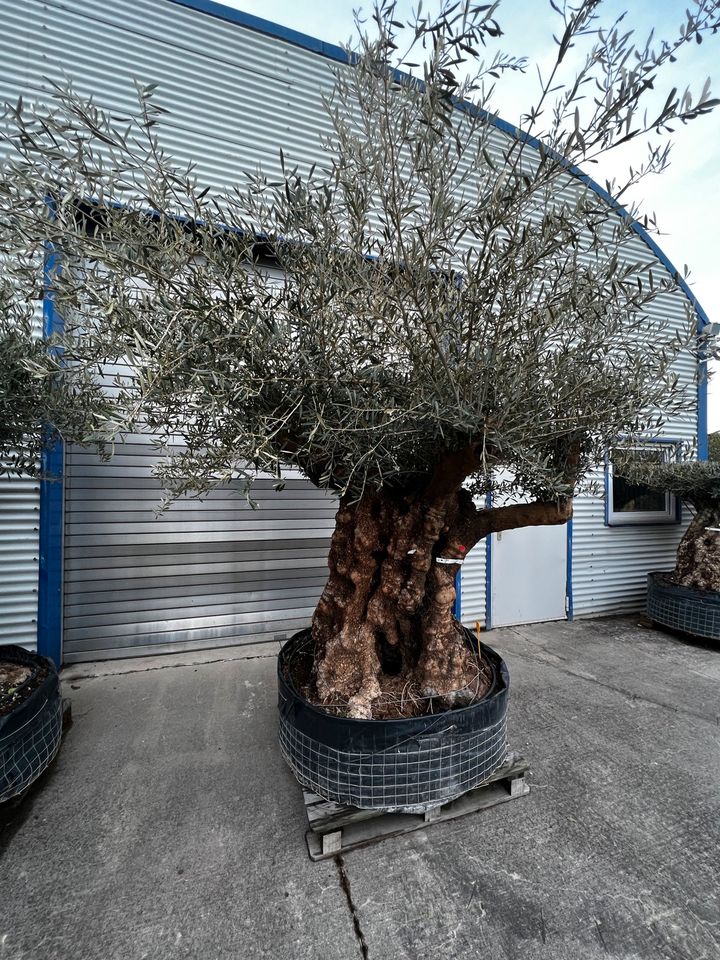 Olivenbaum olea europea winterhart knorriger stamm alt in Altlußheim