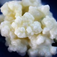 Milchkefir Kefir Nordrhein-Westfalen - Gelsenkirchen Vorschau