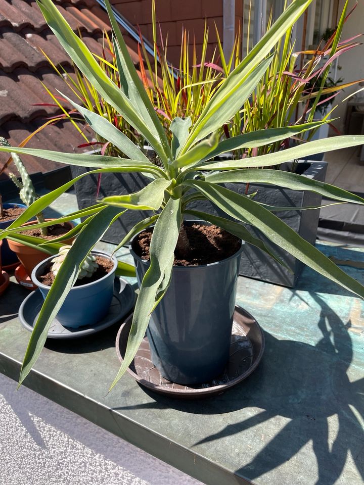 Tausche Yucca Palme/ Gingkobaum in Rheinstetten