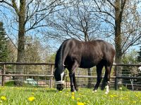 Deutsches Reitpony Stute Zucht 11-jährig Nordrhein-Westfalen - Rahden Vorschau