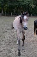 Suche gestohlendes Pferd "Sharon" zahle für Hinweise zum Standort Nordrhein-Westfalen - Ibbenbüren Vorschau