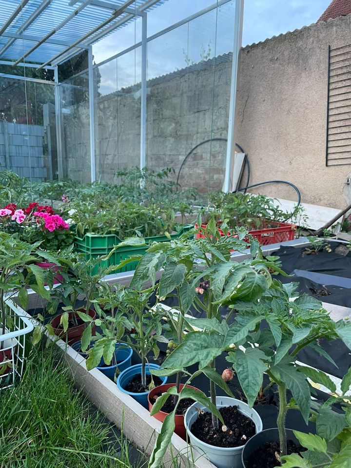 Bio Tomatensetzling  rosa & Gelbe Tomaten (Ata Tohumu) in Weiterstadt