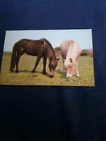 Pferdepostkarten England St. Ives Huntingdon Dartmoor Ponys Bremen-Mitte - Bremen Altstadt Vorschau