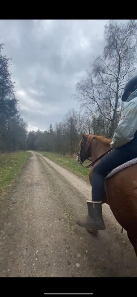 Fuchs Wallach, Gewichtsträger, 9 J. Selbst ausbilden, Kutsche in Bad Bramstedt