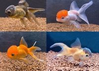 Teichfische Schleierschwänze Goldfische Koi Kaltwasserfische Sachsen - Löbau Vorschau