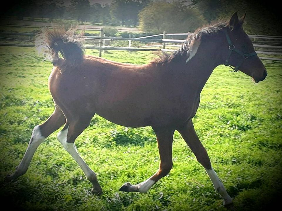 Partbred Araber prämiert jährling Wallach Hengst Vollblutaraber in Sulingen