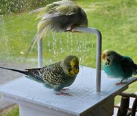 Vogeldusche Wellensittich Birdyshower Nymphensittich Nordrhein-Westfalen - Lünen Vorschau