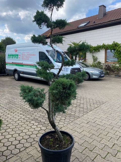 Juniperus media 'Pfitzeriana Glauca' Bonsai in Simmerath