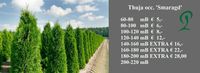 Thuja Smaragd 180 bis 200 cm Heckenpflanzen, Lebensbaum, Hecke Niedersachsen - Wietmarschen Vorschau