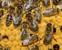 2 bis 3 Bienenvölker zu verkaufen - Deutsch Normal Maß - ohne Beu Kreis Ostholstein - Eutin Vorschau