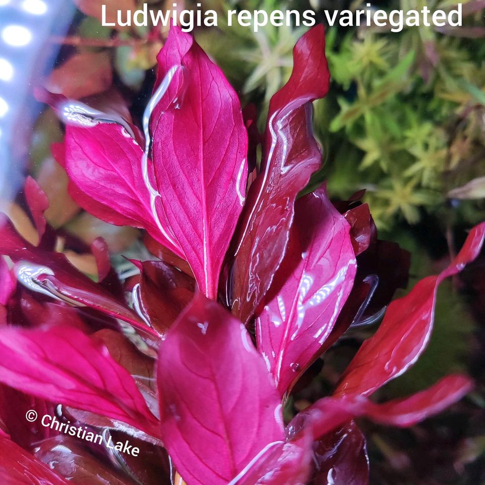 ❌ VERKAUFT ❌⭐☘️ Ludwigia repens sp. variegated Aquariumpflanzen in Meppen