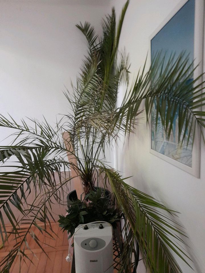 Palme ca 2 m groß im Topf in Krefeld