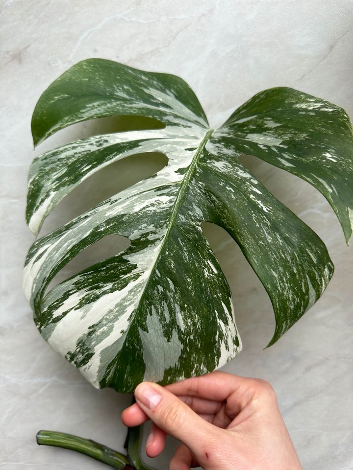 Monstera Albo Variegata Stammableger Ableger in Duisburg