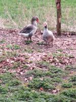 Gänsepärchen, Naturbrut Neumünster - Schillsdorf Vorschau