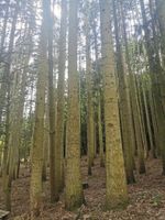 Waldgrundstück knapp 1 ha Hessen - Ronneburg Hess Vorschau