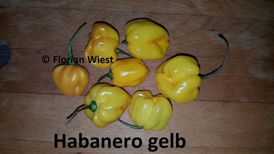 Chilis Samen - auch alte seltene Sorten aus Südosteuropa in Freital