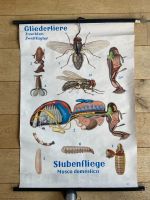 alte Wandkqrte- SchulKarte- Stubenfliege- Biologie Innenstadt - Poll Vorschau