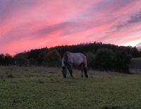 Konik sucht Beweidungsprojekt/Alm oder ähnliches ganzjährig Bayern - Donauwörth Vorschau