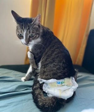 Hope Handicat sucht ganz besondere Menschen in Ingolstadt