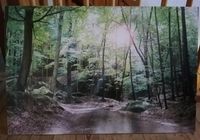 Bild Wald Sonnenlicht 60,5cm x 90cm Baden-Württemberg - Oberteuringen Vorschau