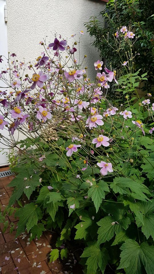 Herbst Anemonen diverse Stauden in Bielefeld