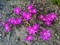 ✿ heimisches Leberblümchen in rosa / pink, Hepatica-Rarität ✿ Mecklenburg-Vorpommern - Neubrandenburg Vorschau