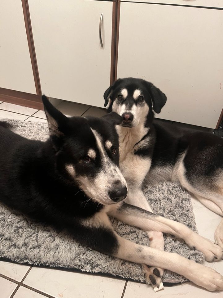 Husky Labrador Mix rüde & Weibchen Geschwister in Perl