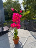 Künstliche Pflanze/Blume ‼️Neu‼️ Nordrhein-Westfalen - Frechen Vorschau