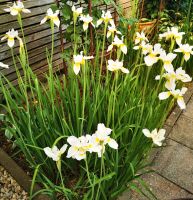 Iris weiß Gartenpflanze, winterhart Bayern - Aichach Vorschau