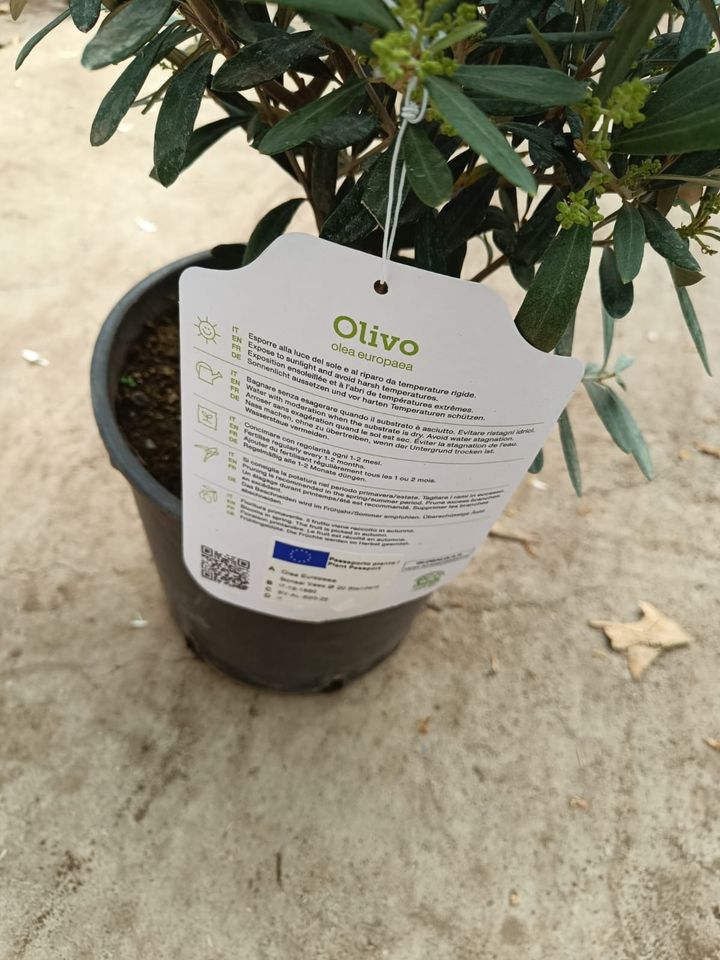 Olivenbaum - Olivenbonsia - ca. 50 cm in Ottobrunn