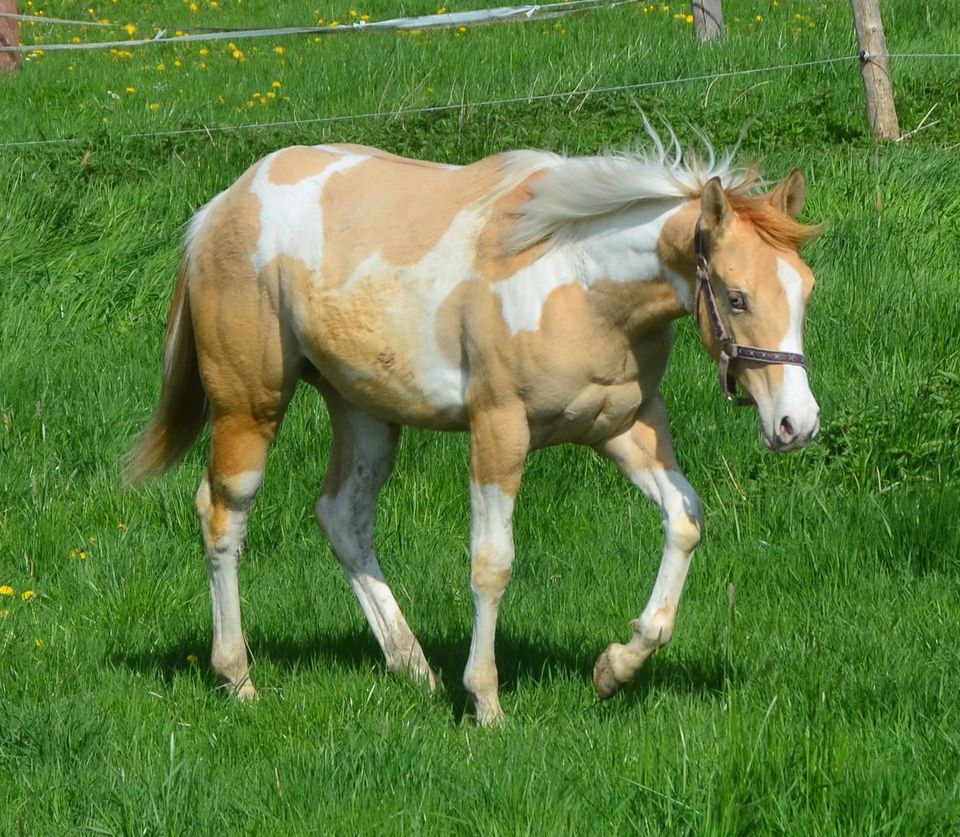 Gold dun champagne Stute. Jährling. in Buchbach