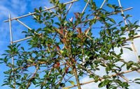 Glanzmispel (Photinia) Spalierbäume, Stammhöhe 180-190 cm Nordrhein-Westfalen - Xanten Vorschau