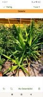 Yucca Palme, ca 50cm hoch Brandenburg - Temnitztal Vorschau