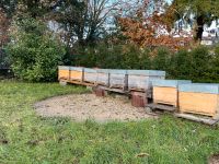 Bienen Ableger (Buckfast, standbegattet) auf Dadant vorbestellen Frankfurt am Main - Heddernheim Vorschau