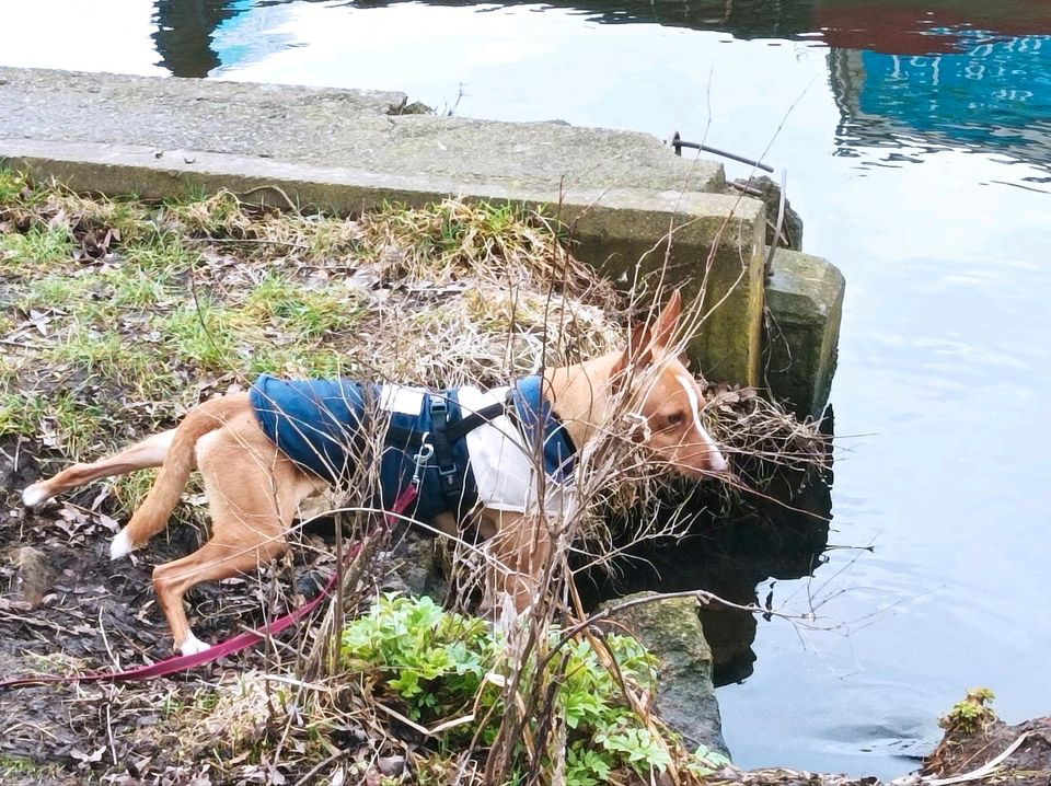 JERR  Podenco Rüde Tierschutz Hund in Berlin