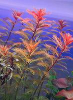 Meerjungfrauenpflanze Aquarienpflanze Aquariumpflanze Nordrhein-Westfalen - Bünde Vorschau