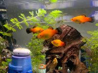 Platy Fische  Gold schwarz  ca 2 bis 3 cm Bayern - Landshut Vorschau