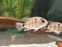 Vieja argentea Silbercichlide 5cm Baden-Württemberg - Rangendingen Vorschau