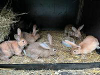 Deutsche Riesen Kaninchen Jungtiere Rammler Niedersachsen - Springe Vorschau