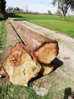 Brennholz Stammholz Baden-Württemberg - Rosenfeld Vorschau