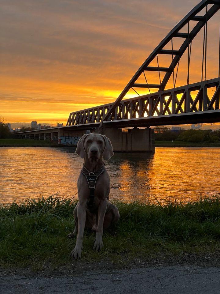 Hundebetreuung in Düsseldorf